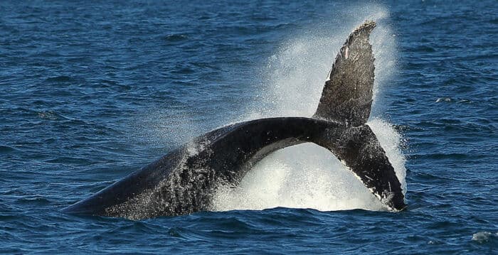 小鲸鱼搁浅悉尼海滩死亡 将接受禽流感检测