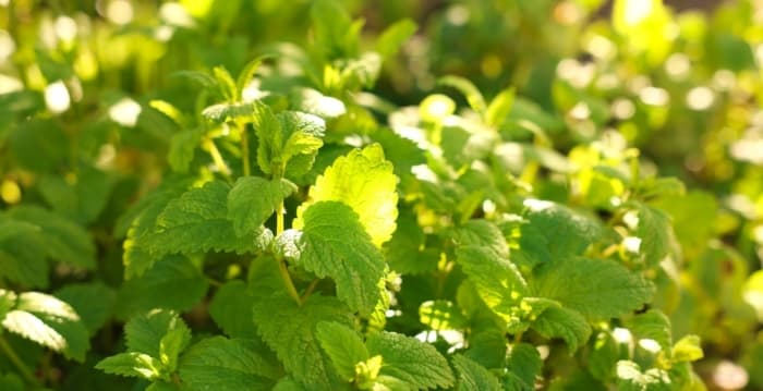 【嘉瑶食聊】情绪卡住、眼睛干？养肝必备“薄荷”的绿色疗愈力