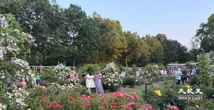 【纽约风情】芬芳跨世纪 两大玫瑰园背后故事