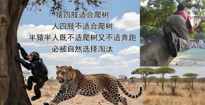 进化骗局(33) 南猿露西 造假至极