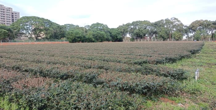 巴威台风 茶改场吁请农友及早防台降低灾损