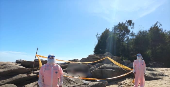 岸际海漂猪非洲猪瘟阳性 金门猪制品禁输本岛7天