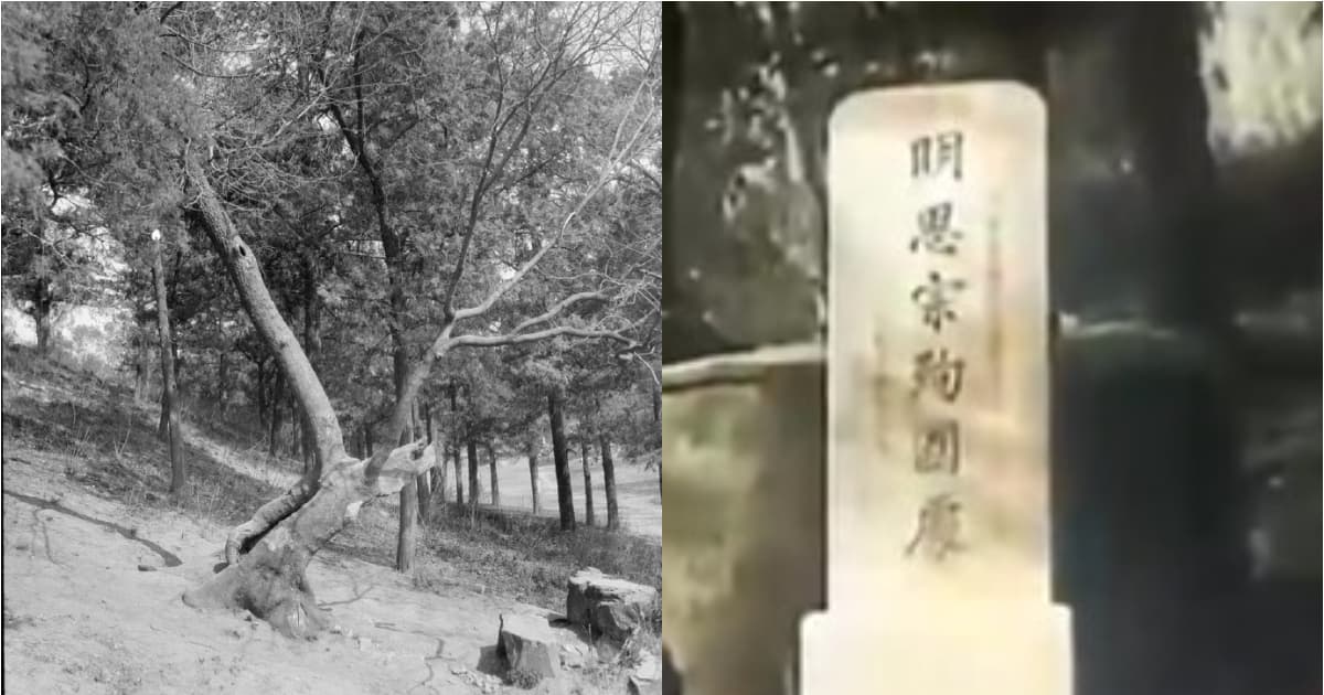 遊客對崇禎自縊樹鞠躬 被定性「非法宗教活動」（語音）
