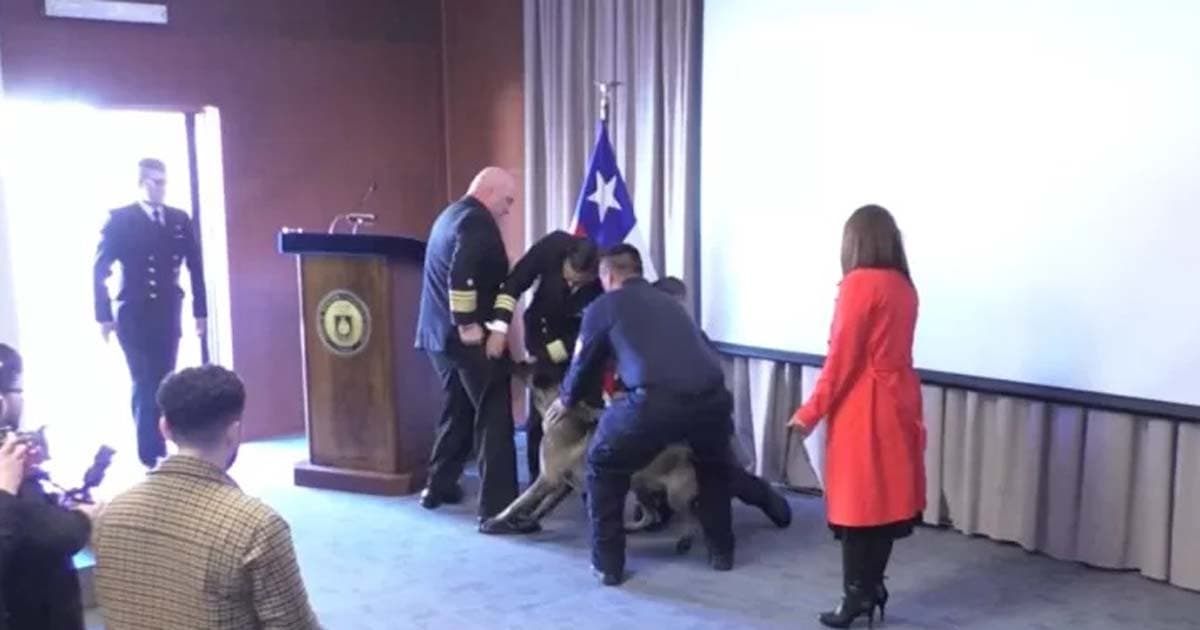 什麽情況？ 智利緝毒犬死咬海軍中將口袋（視頻）