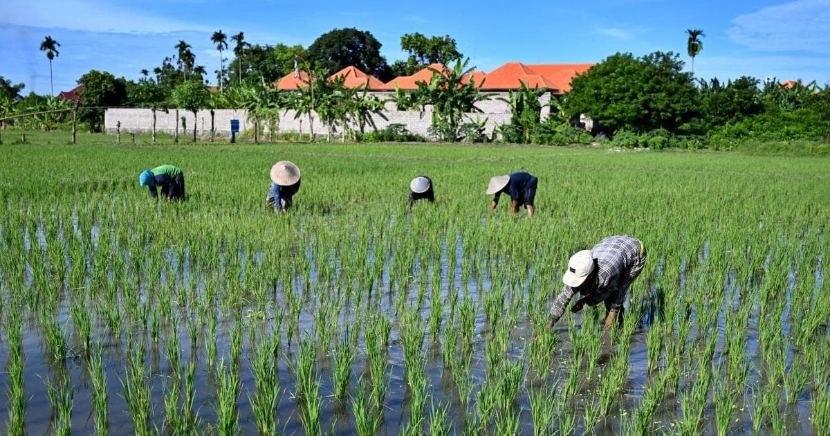MIT研究：雨声能助植物更快破土发芽
