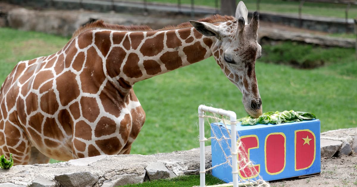 2026世界盃首戰誰能贏？動物界預言家給答案