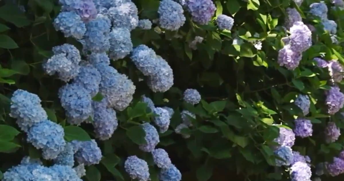 南投杉林溪繡球花盛開 上山賞花又避暑