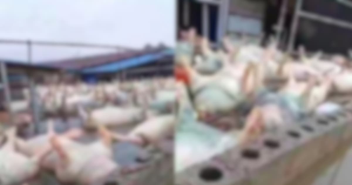 廣西洪災逾萬頭豬慘遭滅頂 漂浮水面觸目驚心（慎入）