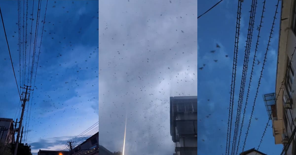 浙江驚現大量飛鳥離巢空中盤旋 （視頻）