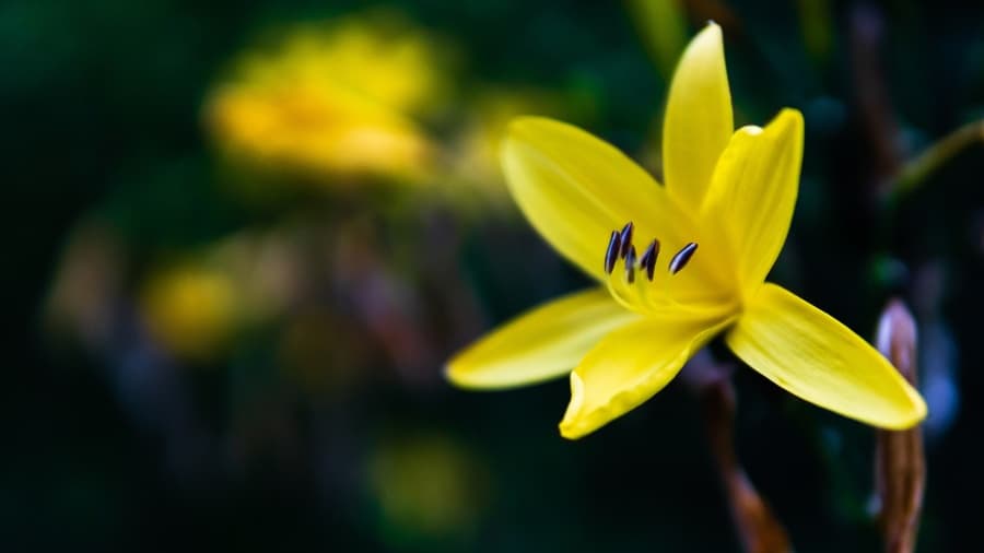 The Daylily’s 2,500-Year Journey: How China Turned a Poet’s Flower into a Kitchen Staple