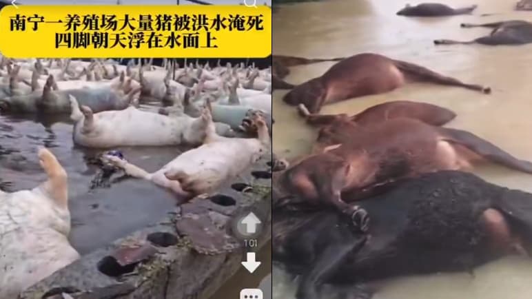 Guangxi Floods Devastate Zoo, Leave Thousands of Dead Pigs Floating at Submerged Farm
