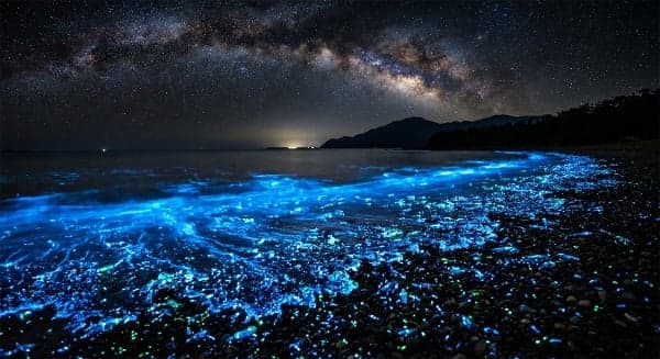 星空在海面？蓝色光芒来自生物的奇观(图)