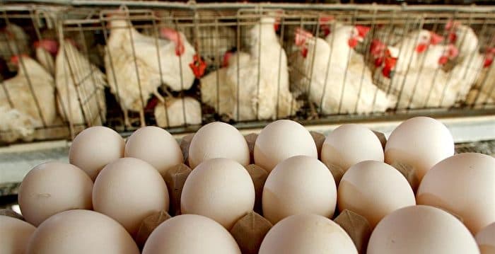 鸡蛋含磺胺超标69倍 中国食安事故为何频发?