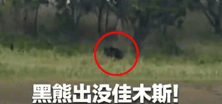 佳木斯黑熊出没 追逐垂钓民众和车辆