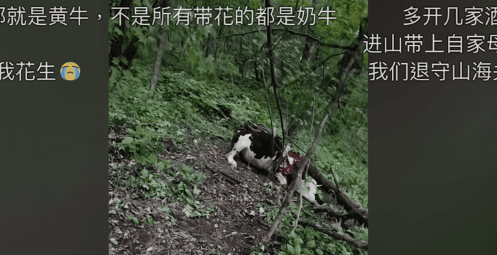 吉林东北虎咬死黄牛 村民爬树求救