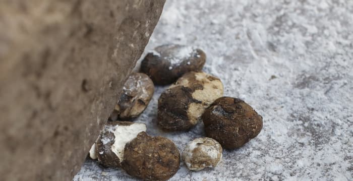 考古学家发现500年前冻干土豆 其保存极佳