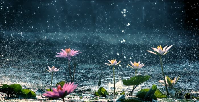 散文:夏雨