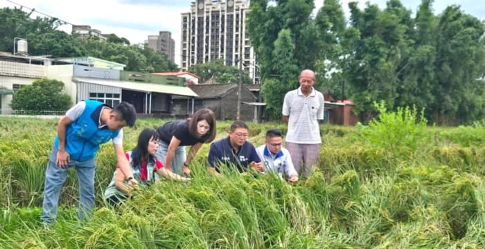 巴威台风袭桃园零星水稻倒伏 农业局会勘争取天然灾害救助