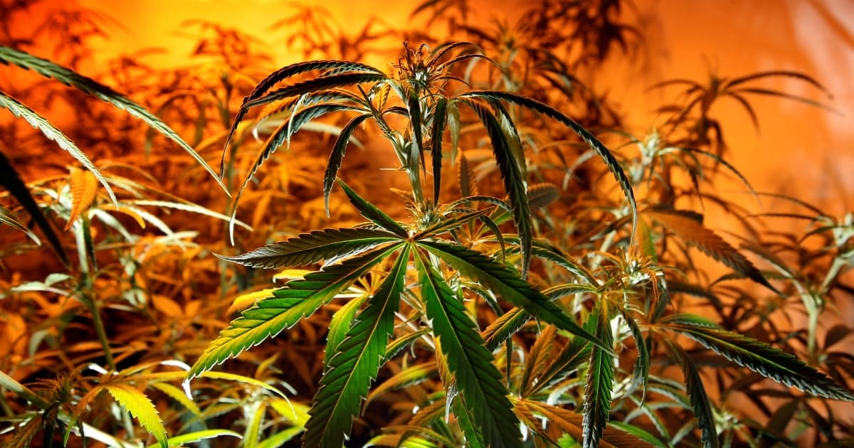 前國安高官警告:中共犯罪集團滲透美國大麻業