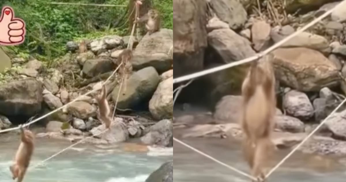 大开眼界!猴子爬绳过河 大猴化身“安全员”(视频)