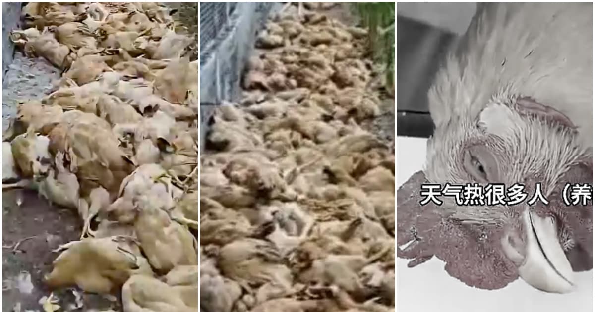 體感44℃ 廣東逾百個高溫預警 茂名幾千隻雞被熱死