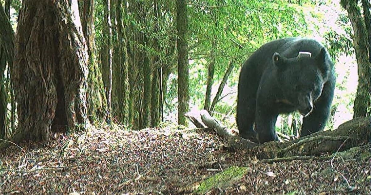 台灣黑熊母子追趕登山客 玉管處提醒多注意