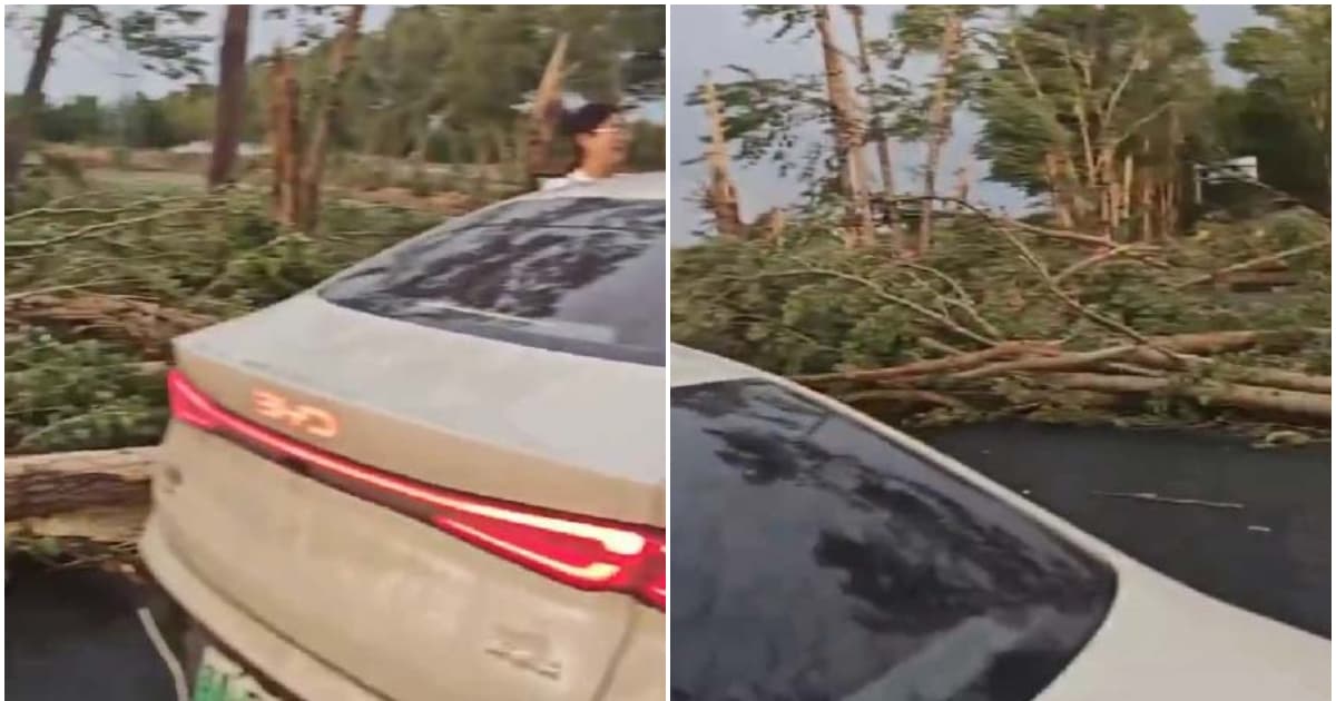 哈尔滨狂风吹倒成排路树 女子开车毫发无损(视频)