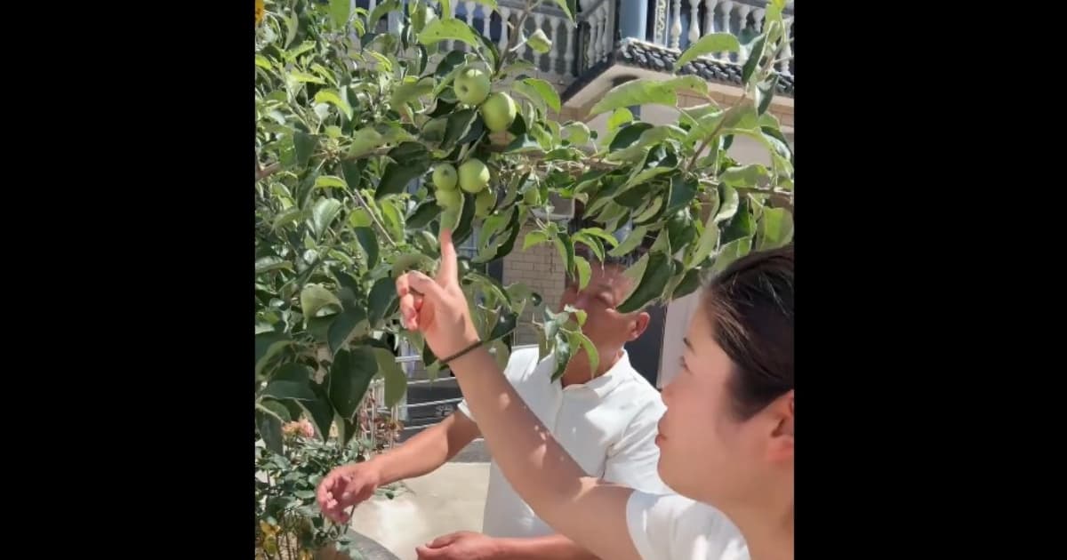 哭笑不得!男子网购车厘子树竟结出苹果(视频)