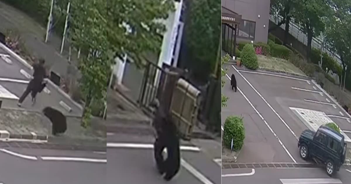 黑熊「自己開窗逃了」 福島居民人心惶惶
