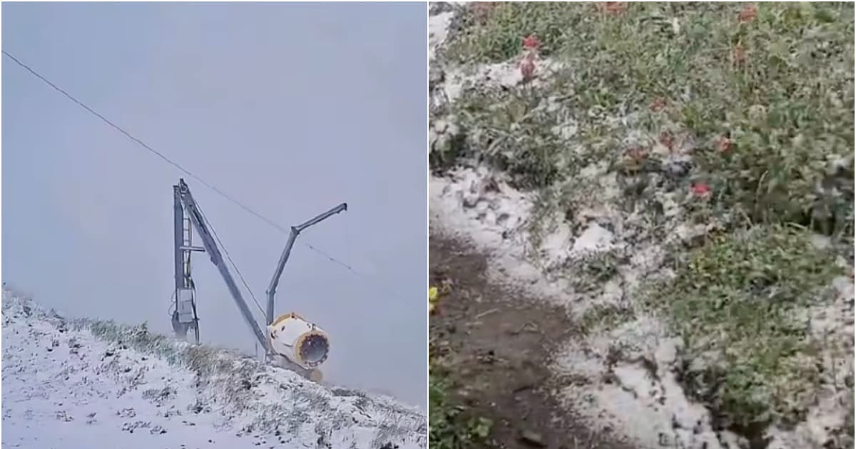 北京六月飛雪 衝上熱搜(視頻)