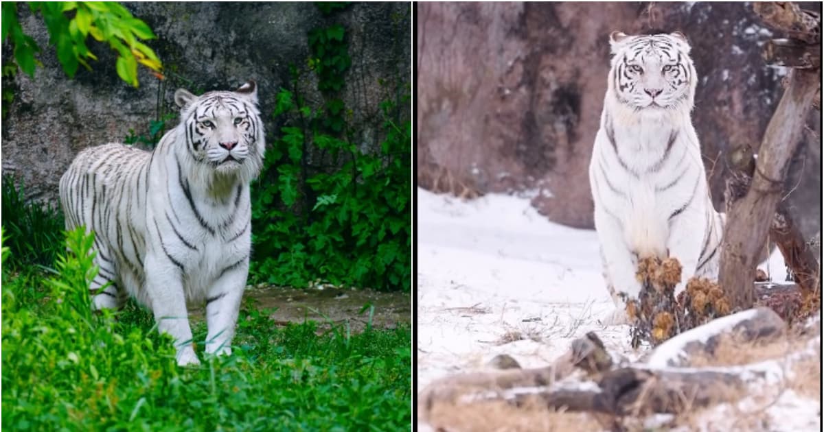 「明星」白虎死亡 青島動物園管理疏漏引眾怒