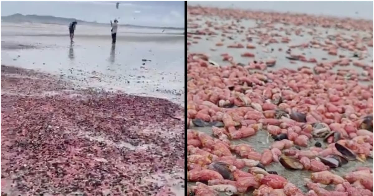 地震前兆?泰國海灘鋪滿百萬隻海參 如粉紅地毯