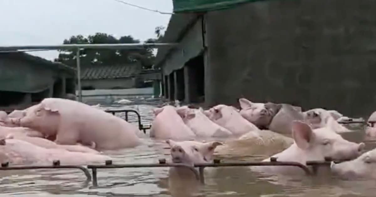 廣東一豬場被淹 上千頭豬趴欄杆等待救援(視頻)