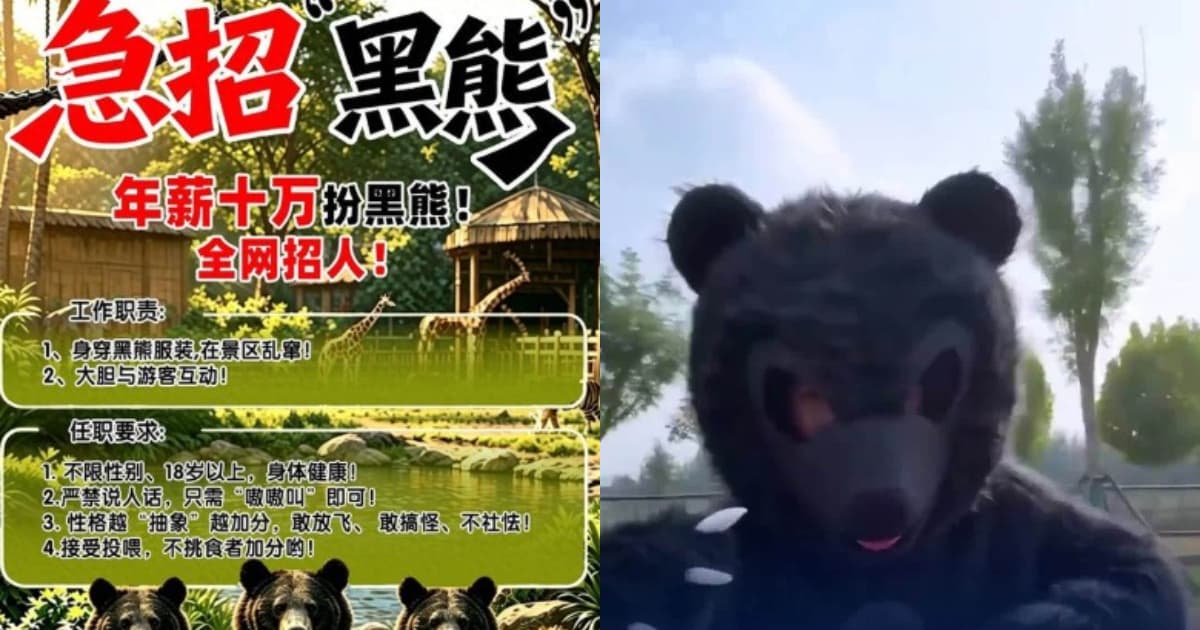 河南动物园招人扮黑熊 年薪十万“不准说人话”