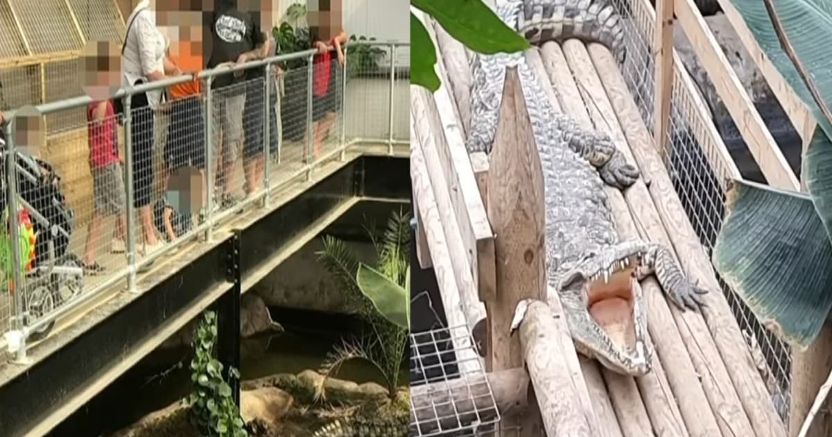 惊悚!英3岁童逛动物园 突遭男子“扔进鳄鱼池”