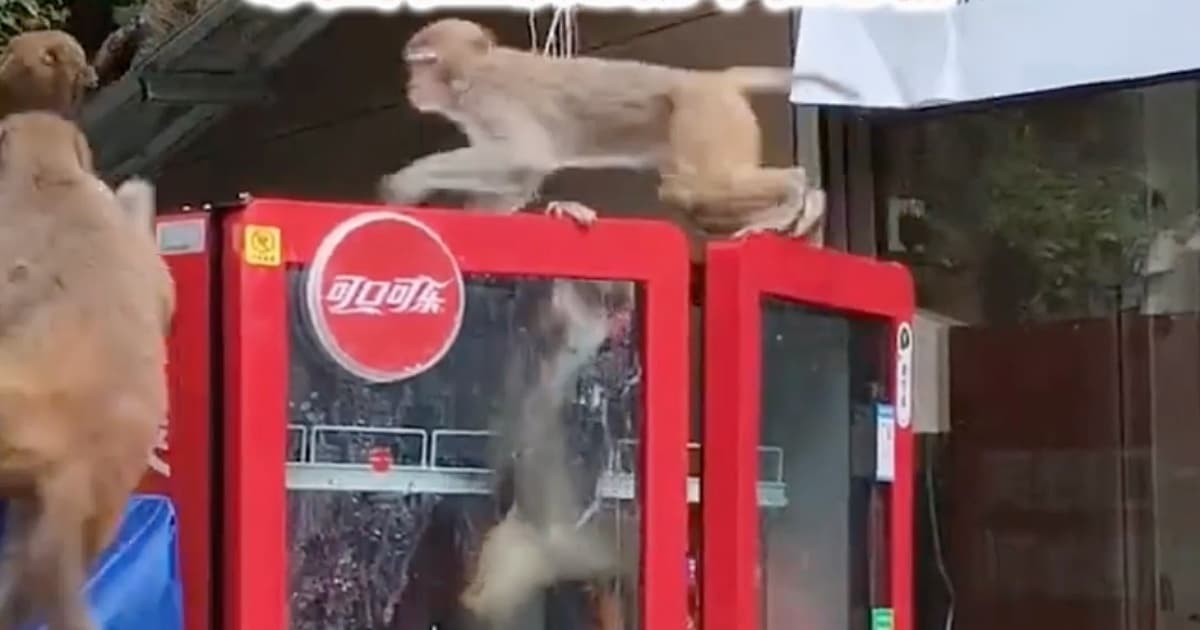 猴子「打劫」分工明確 撬冰櫃偷20多瓶飲料(視頻)