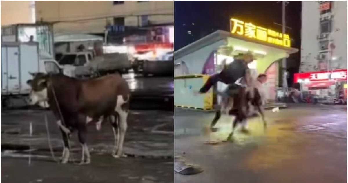 长沙街头黄牛狂奔撞飞路人 传宰杀前注水致失控