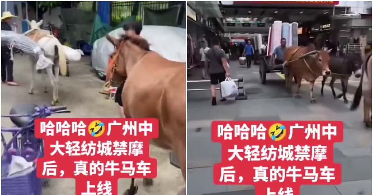 廣州輕紡城禁電瓶車 商戶用牛馬驢運貨(視頻)