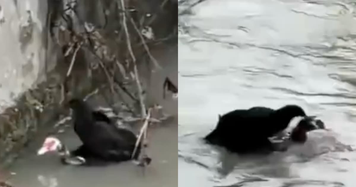 雞遭洪水圍困 鴨子主動救援 背雞游上岸(視頻)