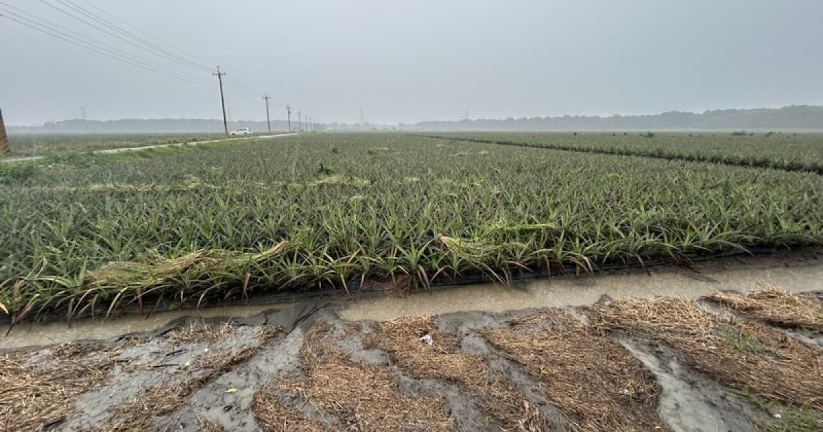 豪雨重創全台農損逾4億 屏東最慘農友沒菜可賣