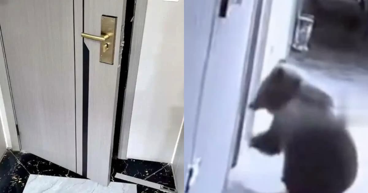 酒店驚魂!凌晨房門被熊推開 上演人熊對視(視頻)