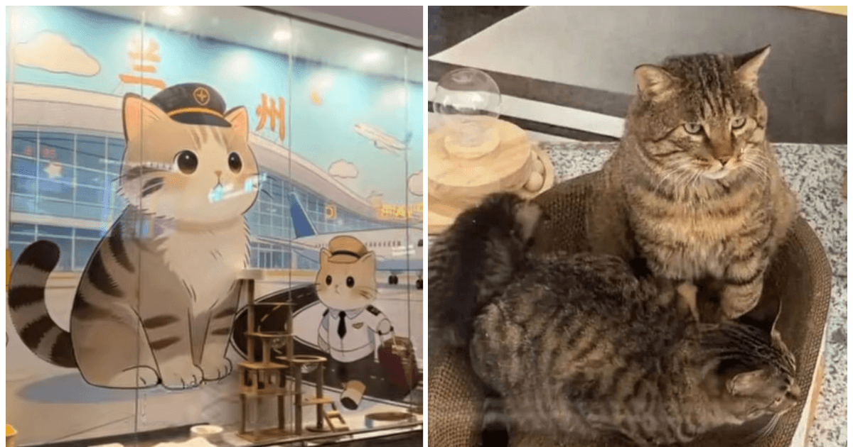 兰州一机场“收编”3流浪猫 “捕鼠办”走红