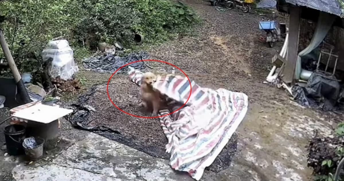 金毛犬预知暴雨?独自帮主人盖玉米影片爆红(视频)