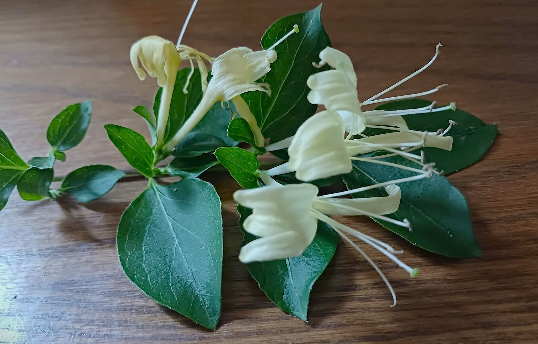 Japanese Honeysuckle: Can This Invasive Plant Help You Beat the Summer Heat?