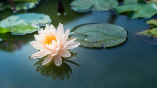 人生最大的幸运是什么?感悟7则(图)