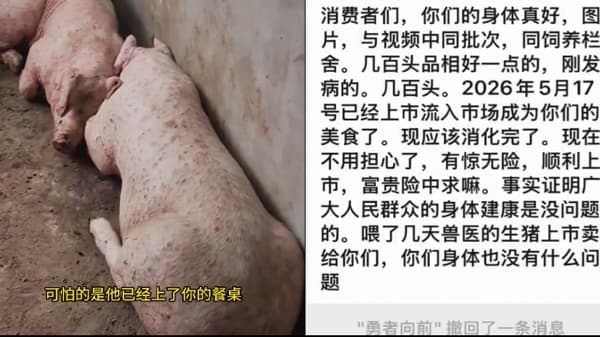 瘟猪肉上餐桌?传广东清远爆发猪瘟大量猪肉流入巿场(组图)